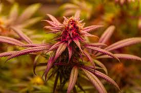 The Ultimate Guide to Granddaddy Purple Autoflower Tips and Tricks The Ultimate Guide to Granddaddy Purple Autoflower Tips and Tricks
