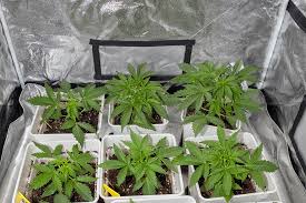 The Ultimate Guide to Granddaddy Purple Autoflower Tips and Tricks The Ultimate Guide to Granddaddy Purple Autoflower Tips and Tricks